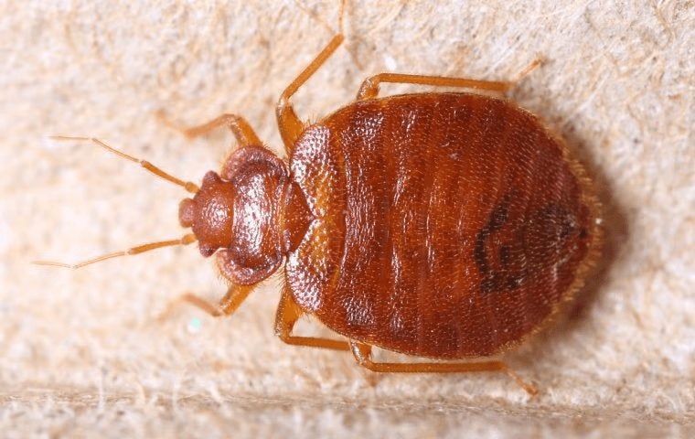 bed bug sitting on some fibers