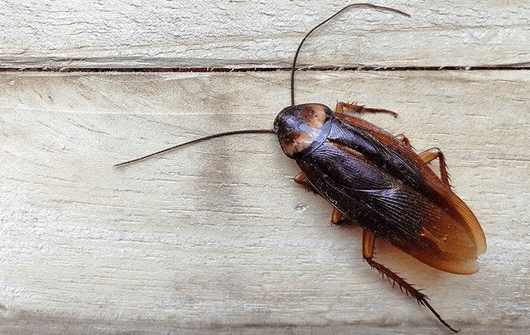 cockroach walking on a wooden panel