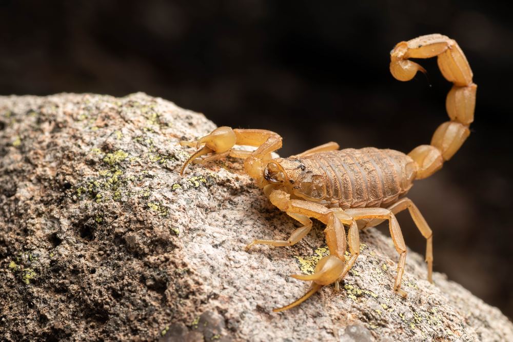 scorpion sitting on a rock