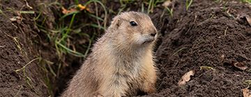 Gopher Control