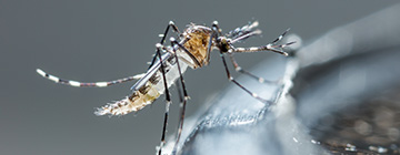Mosquito Control