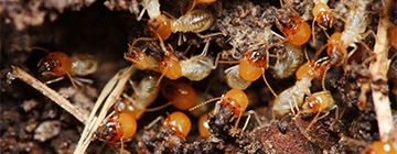 Termite Control