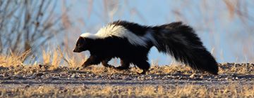 Wildlife Control