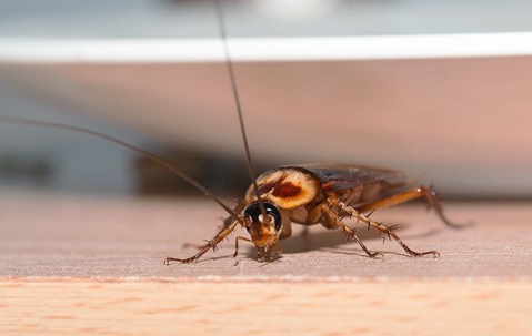 an american cockroach crawling in a kitchen
