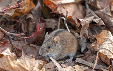 mouse outside in leaves