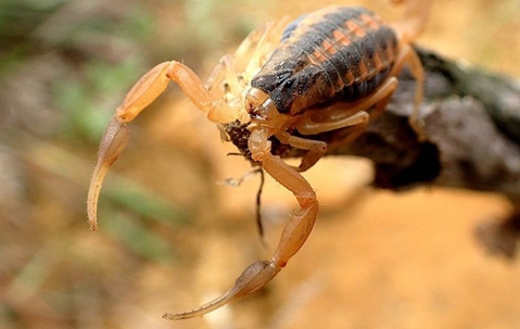 brown scorpion hanging out on a branch