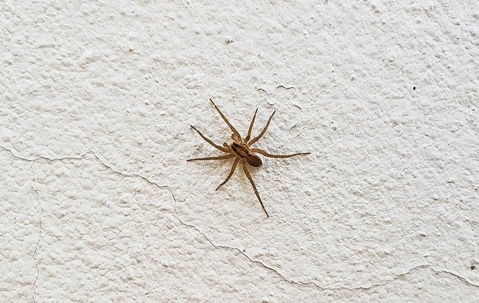 spider hanging out on a white wall