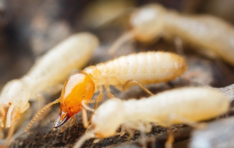 termites sitting on a log