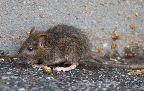 small rat eating some food against a concrete wall