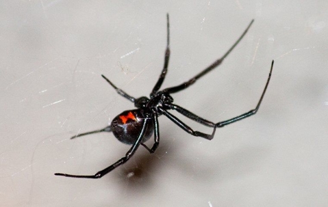 black widow spider hanging in window