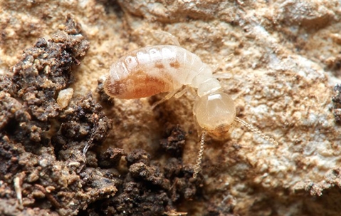 termite in the ground
