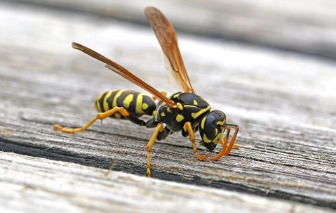 paper wasp on a table