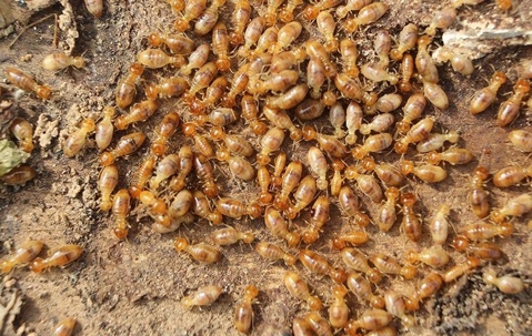 huge swarm of termites