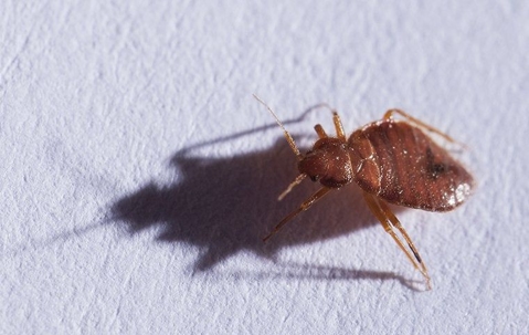 bed bug on a white wall