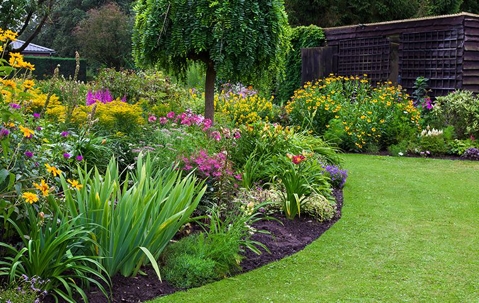 garden with a lot of flowering plants