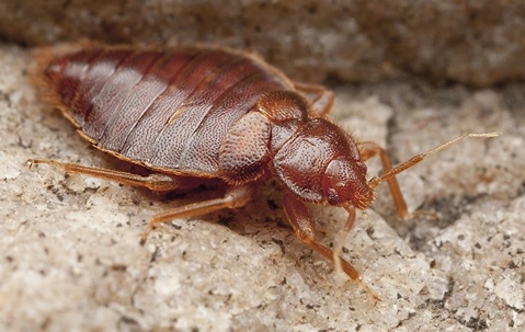 bed bug sitting on a counter