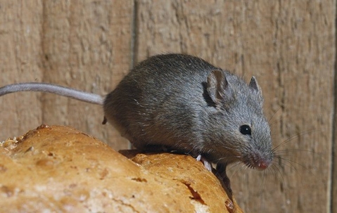 rat sitting on some dirt next to a shed