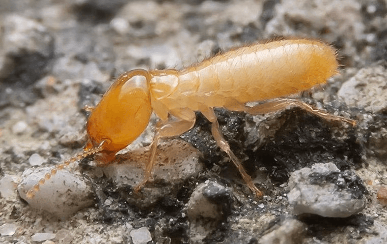 termite on the ground on some rocks